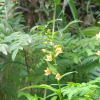 닭의난초(Epipactis thunbergii A.Gray) : habal
