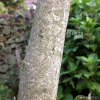 박태기나무(Cercis chinensis Bunge) : habal