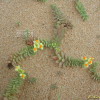 해란초(Linaria japonica Miq.) : 벼루