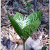 옥녀꽃대(Chloranthus fortunei (A.Gray) Solms) : 능선따라