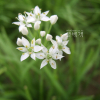 부추(Allium tuberosum Rottler ex Spreng.) : habal