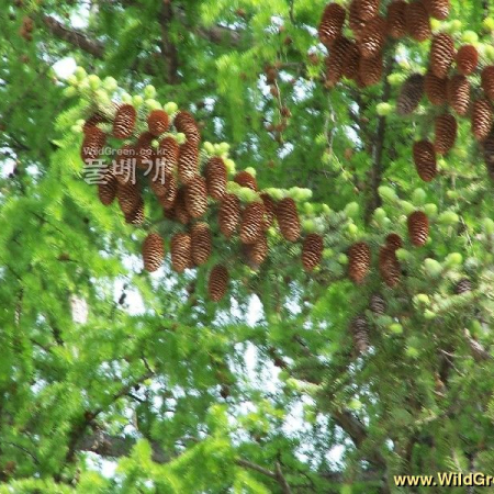 만주잎갈나무(Larix olgensis var. amurensis (Kolesn.) Kitag.) : 들국화
