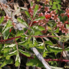 가시복분자딸기(Rubus schizostylus H.Lev.) : 벼루