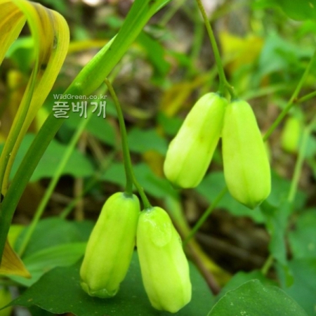 둥굴레(Polygonatum odoratum var. pluriflorum (Miq.) Ohwi) : 산들꽃