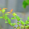일본조팝나무(Spiraea japonica L.f.) : 현촌