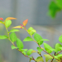 일본조팝나무 : 시몽