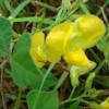 여우팥(Dunbaria villosa (Thunb.) Makino) : kplant1