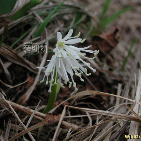 흰처녀치마(Heloniopsis breviscapa Maxim. var. flavida (Nakai) H.Hara) : 고등어