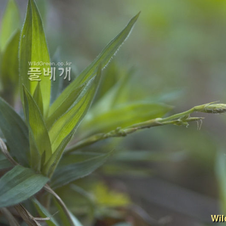 털대사초(Carex ciliato-marginata Nakai) : Hanultari