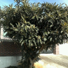비파나무(Eriobotrya japonica (Thunb.) Lindl.) : 설뫼