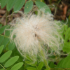 뻐꾹채(Leuzea uniflora (L.) Holub) : 벼루