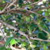 산유자나무(Xylosma japonica (Thunb.) A.Gray ex H.Ohashi) : 오솔