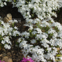 지면패랭이꽃 : 흰여울누리