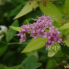 좀조팝나무(Spiraea microgyna Nakai) : 봄까치꽃