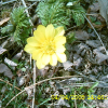 세복수초(Adonis multiflora Nishikawa & Koki Ito) : kplant1
