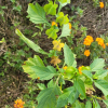 페루꽈리(Nicandra physalodes (L.) Gaertn.) : 산들꽃