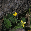 바위미나리아재비(Ranunculus crucilobus H.Lev.) : 벼루