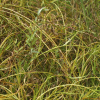도루박이(Scirpus radicans Schkuhr) : 산들꽃