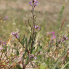 뿔냉이(Chorispora tenella (Pall.) DC.) : 산들꽃