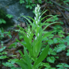 은대난초(Cephalanthera longibracteata Blume) : 통통배