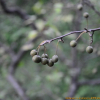 돌배나무(Pyrus pyrifolia (Burm.f.) Nakai) : 파랑새