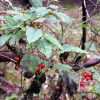 배풍등(Solanum lyratum Thunb. ex Murray) : habal
