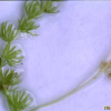 개통발(Utricularia intermedia Hayne) : 통통배