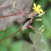 괭이밥(Oxalis corniculata L.) : 통통배