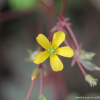 괭이밥(Oxalis corniculata L.) : 통통배