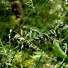 조릿대풀(Lophatherum gracile Brongn.) : 봄까치꽃