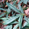 털대사초(Carex ciliato-marginata Nakai) : 도리뫼