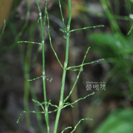 물속새(Equisetum fluviatile L.) : 통통배