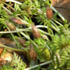 애기송이풀(Pedicularis ishidoyana Koidz. & Ohwi) : 바지랑대