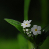 왜지치(Myosotis sylvatica Ehrh. ex Hoffm.) : 통통배