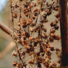 매화오리나무(Clethra barbinervis Siebold & Zucc.) : 산들꽃