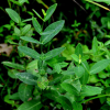 솜아마존(Cynanchum amplexicaule (Siebold & Zucc.) Hemsl.) : 오솔