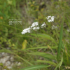 대나물(Gypsophila oldhamiana Miq.) : 벼루