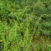 까치발(Bidens parviflora Willd.) : 산들꽃