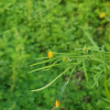 까치발(Bidens parviflora Willd.) : 산들꽃