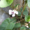 민졸방제비꽃(Viola acuminata for. glaberrima (H.Hara) Kitam.) : 봄까치꽃