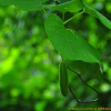 등칡(Aristolochia manshuriensis Kom.) : habal