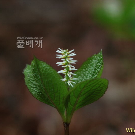 홀아비꽃대(Chloranthus japonicus Siebold) : 고마리