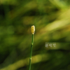 물속새(Equisetum fluviatile L.) : 통통배