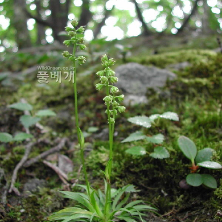 꽃장포(Tofieldia yoshiiana Makino var. koreana (Ohwi) M.N.Tamura) : 벼루