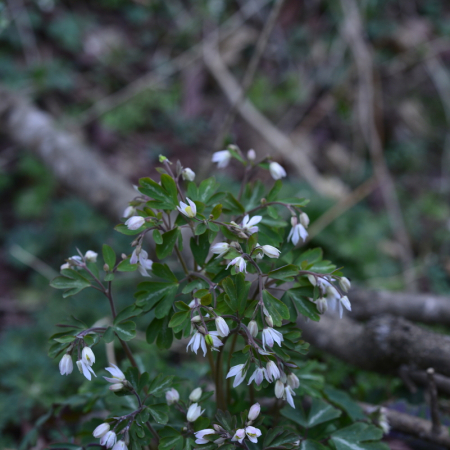큰개구리발톱(Semiaquilegia quelpaertensis) : 통통배