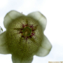 섬초롱꽃 : 여울목