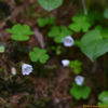 애기괭이밥(Oxalis acetosella L.) : 벼루