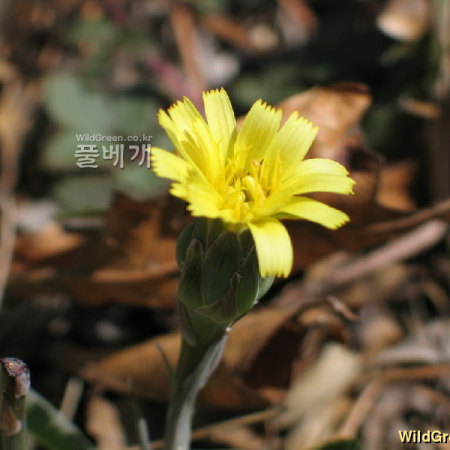 멱쇠채(Scorzonera austriaca Willd.) : 필릴리