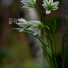나도개감채(Lloydia triflora (Ledeb.) Baker) : 은빛향기