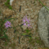 술패랭이꽃(Dianthus longicalyx Miq.) : 塞翁之馬